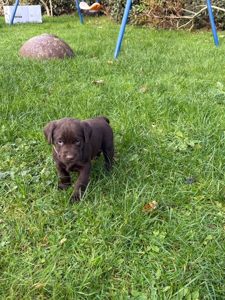 image for Gorgeous Chocolate Labrador Puppies 
