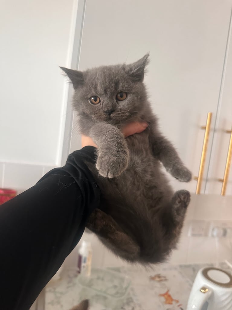 British short hair kittens 