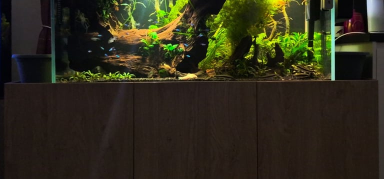 Fish tanks x2 