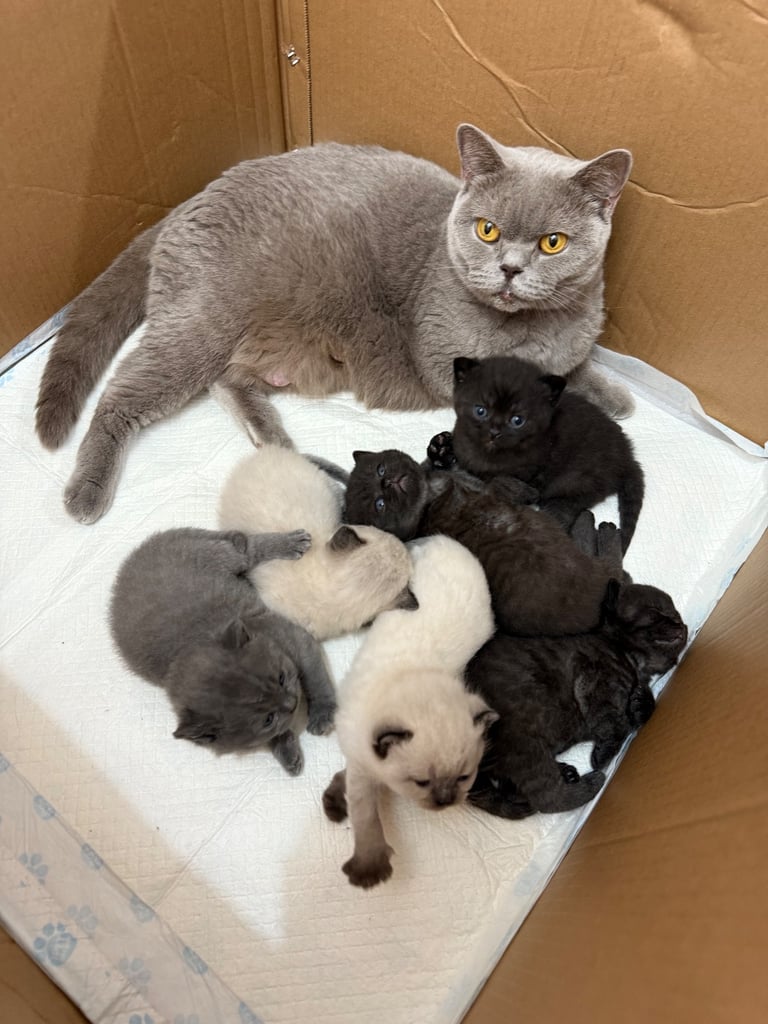 British Shorthair Kittens