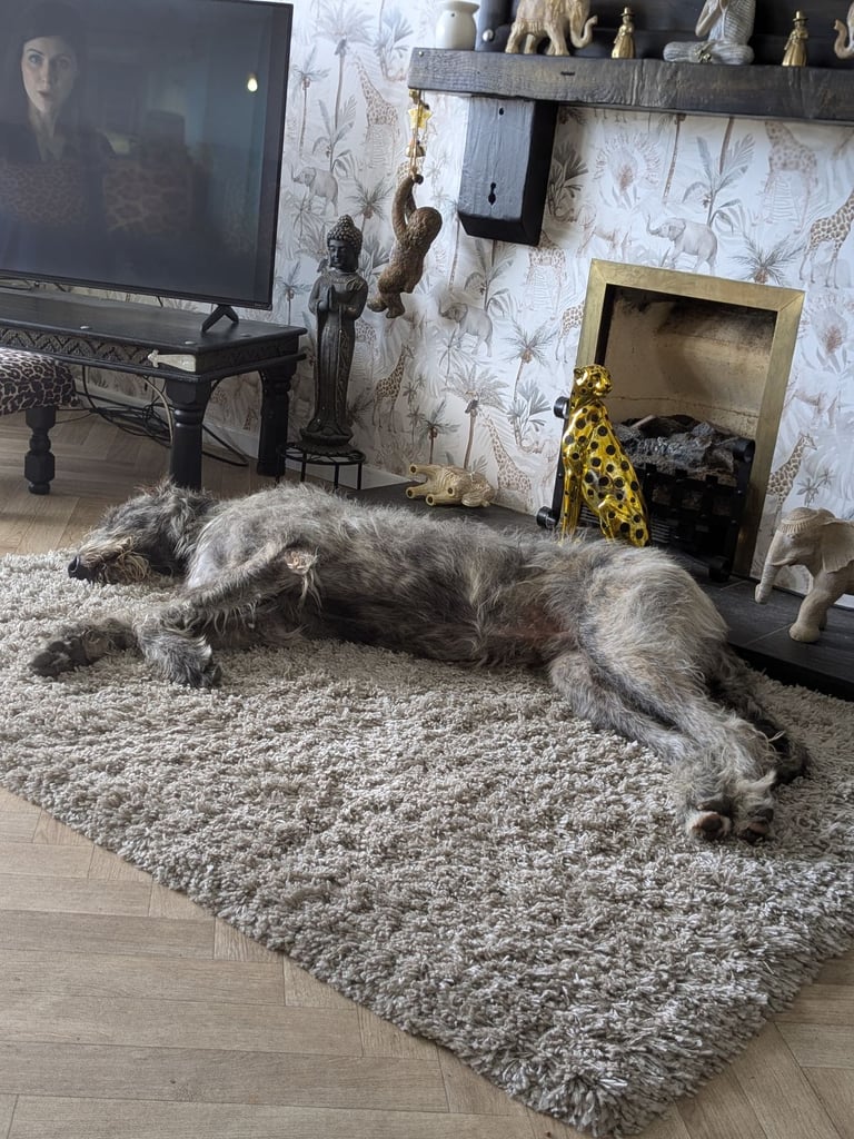 Irish Wolfhound Male