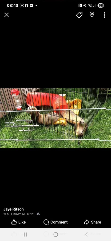 2 male ferrets