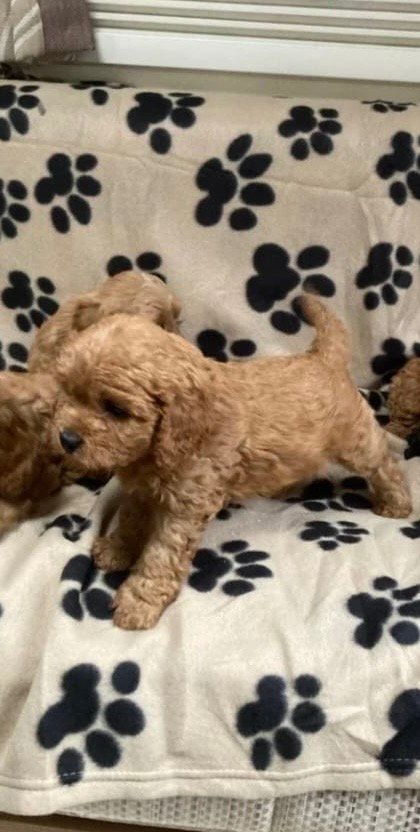 Cavapoo