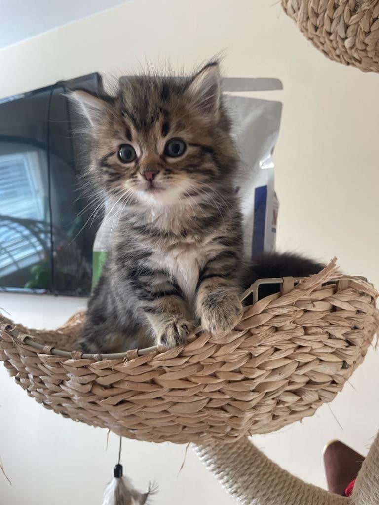 Fluffy kittens for you now 