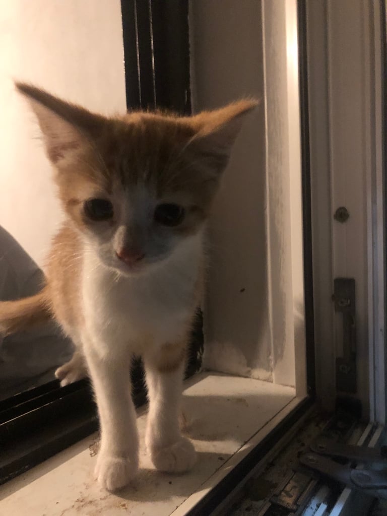 Beautiful Bombay  kittens 