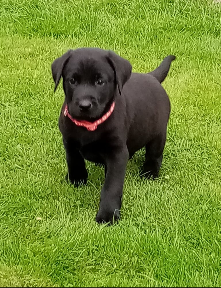 image for Labrador pups for sale 