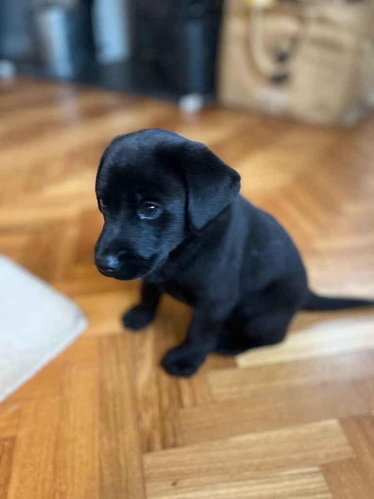 black labrador puppy