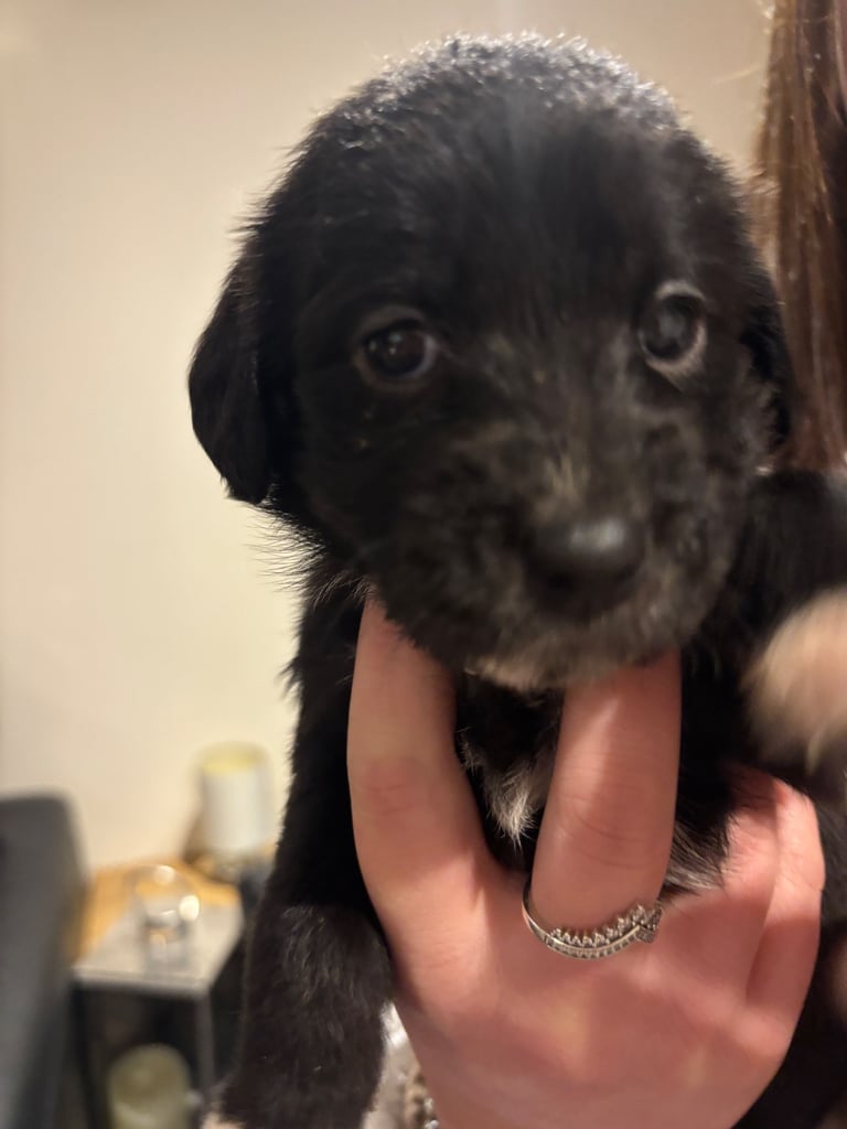 Lab/cockapoo puppies for sale