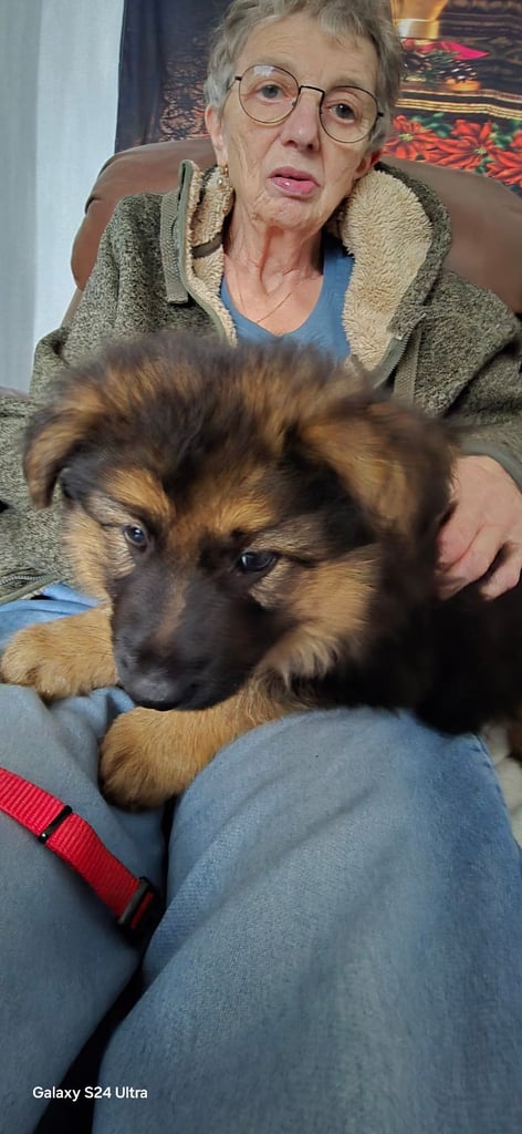 image for GSD pups