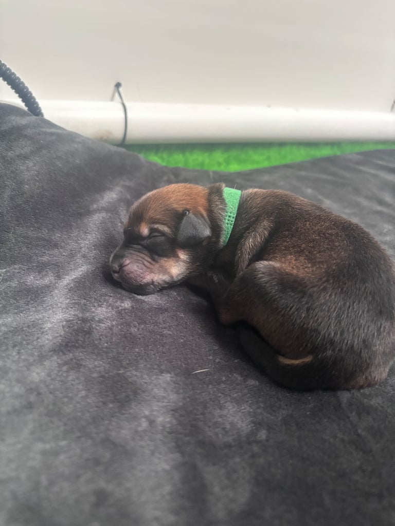 Saluki Bull Greyhound Puppies