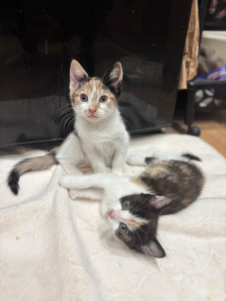 image for Gorgeous playful kitty’s kitten! Looking for a new loving home