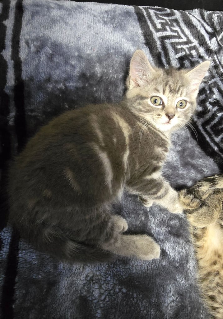 Kittens