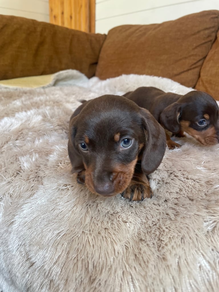 Miniature dachshund puppy 