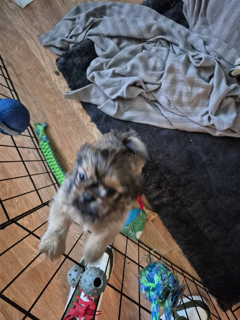 Shih Tzu pekingnese cross puppy for sale 