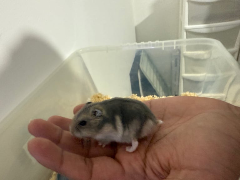 Grey with white belly Russian dwarf hamster 