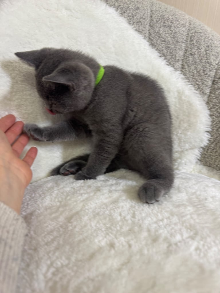  One Beautiful British short hair kitten available
