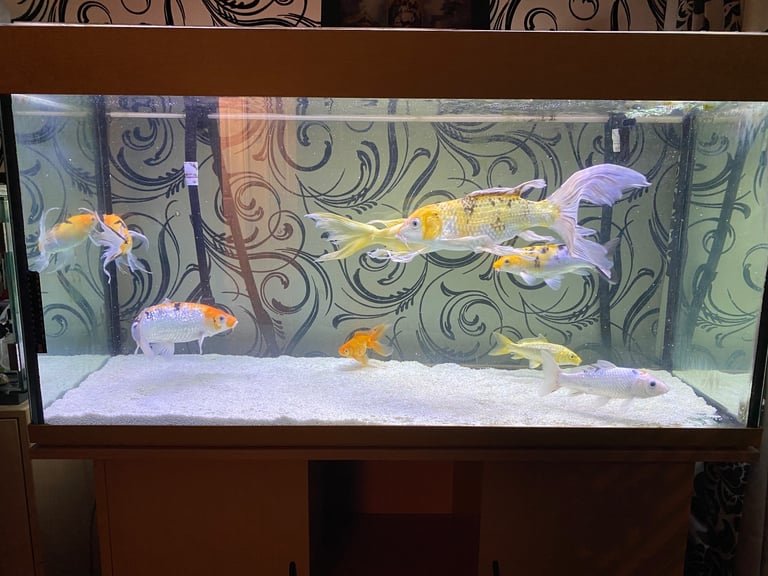 Fish tank and fish with cabinet