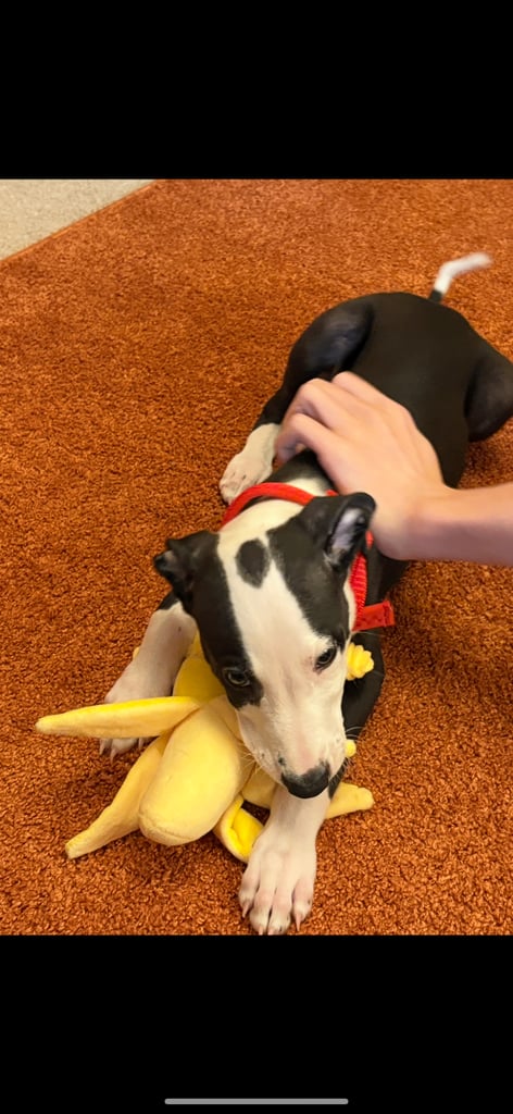 Lurcher puppy 8weeks