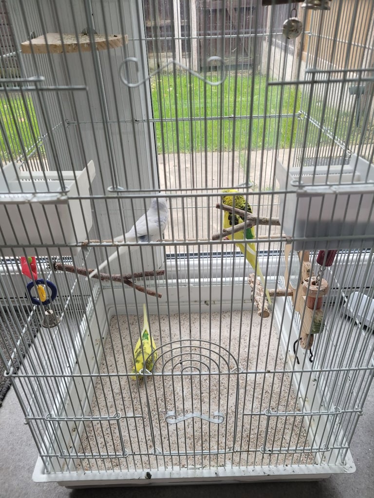 For Sale: 3 Budgies with Cage – £65
