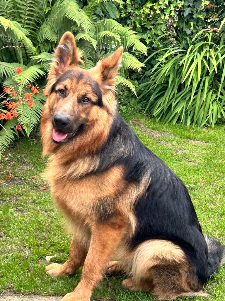 Pedigree German shepherd/ no papers