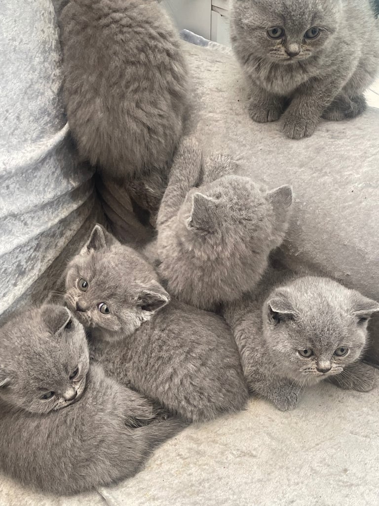 6 British short hair kittens 
