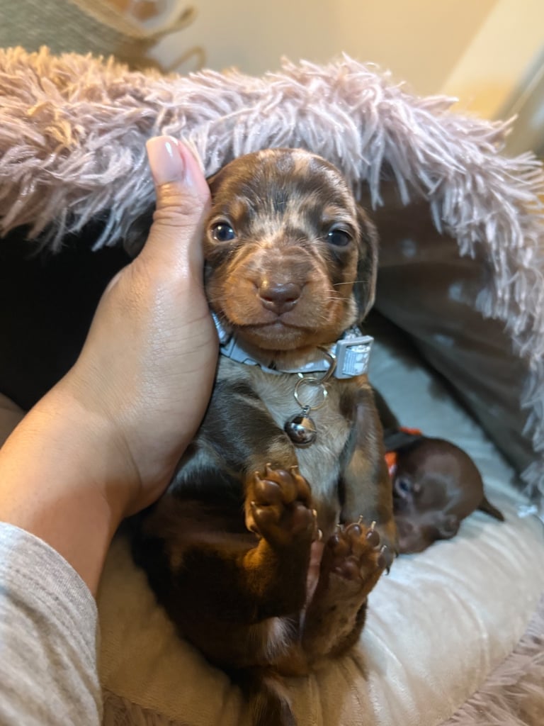 Miniature Dachshund Puppies 