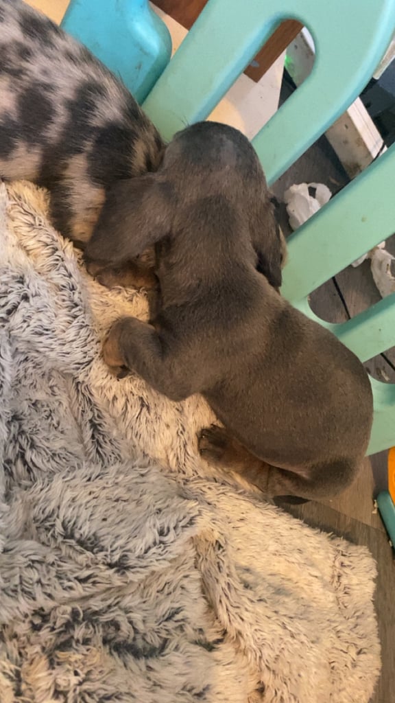 Dachshund puppies ready 20th novemeber 