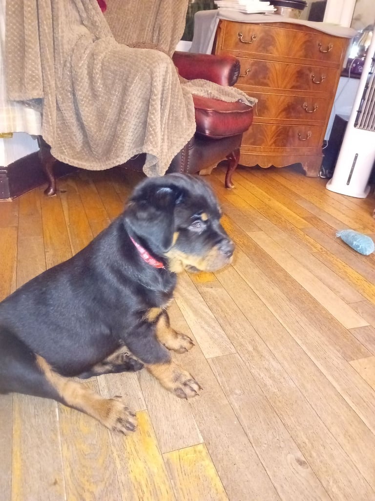  ROTTWEILER PUPS FOR SALE***KC REG***FULLY INJECTED***