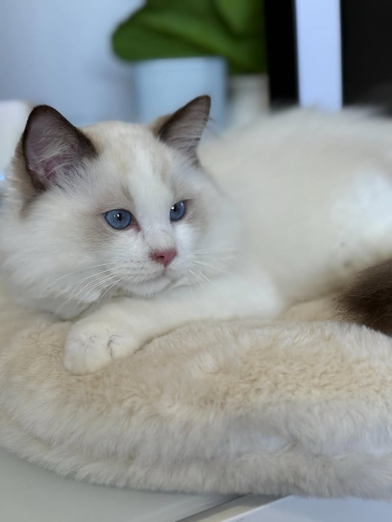 Available ragdoll kitten