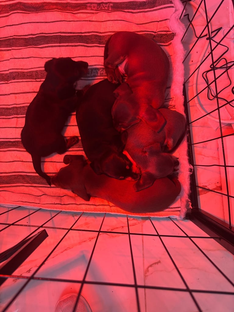 Miniature dachshund for sale £1200