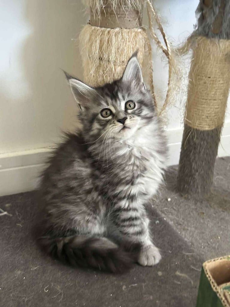 Stunning Mainecoon Boy
