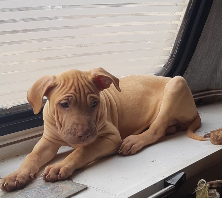 Presa cross puppies looking for homes 