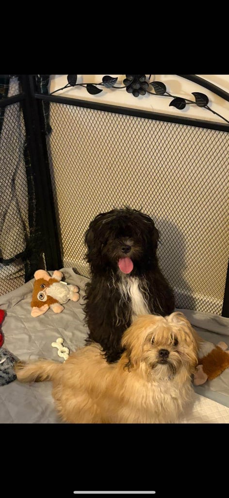 Hyproallergenic Shih-poo Girl