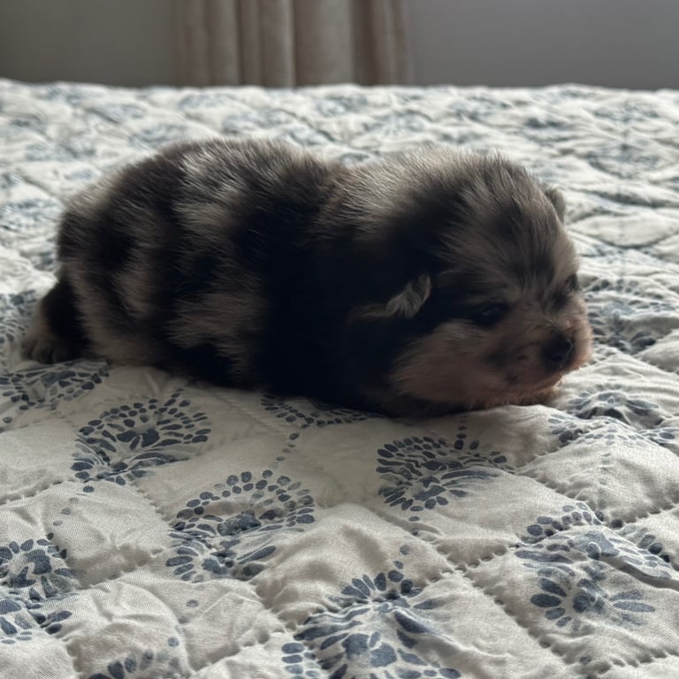 Fluffy and adorable Pomeranian puppies