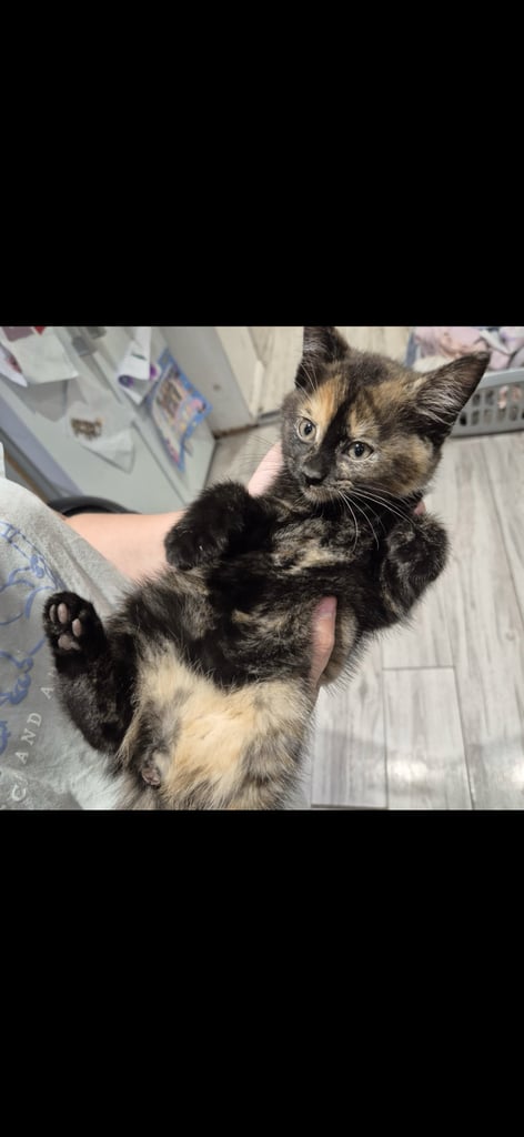 Gorgeous female kittens looking for their forever home 