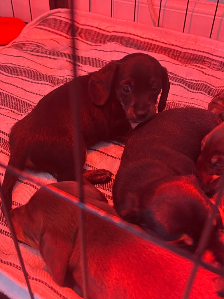 Miniature dachshund for sale £1200