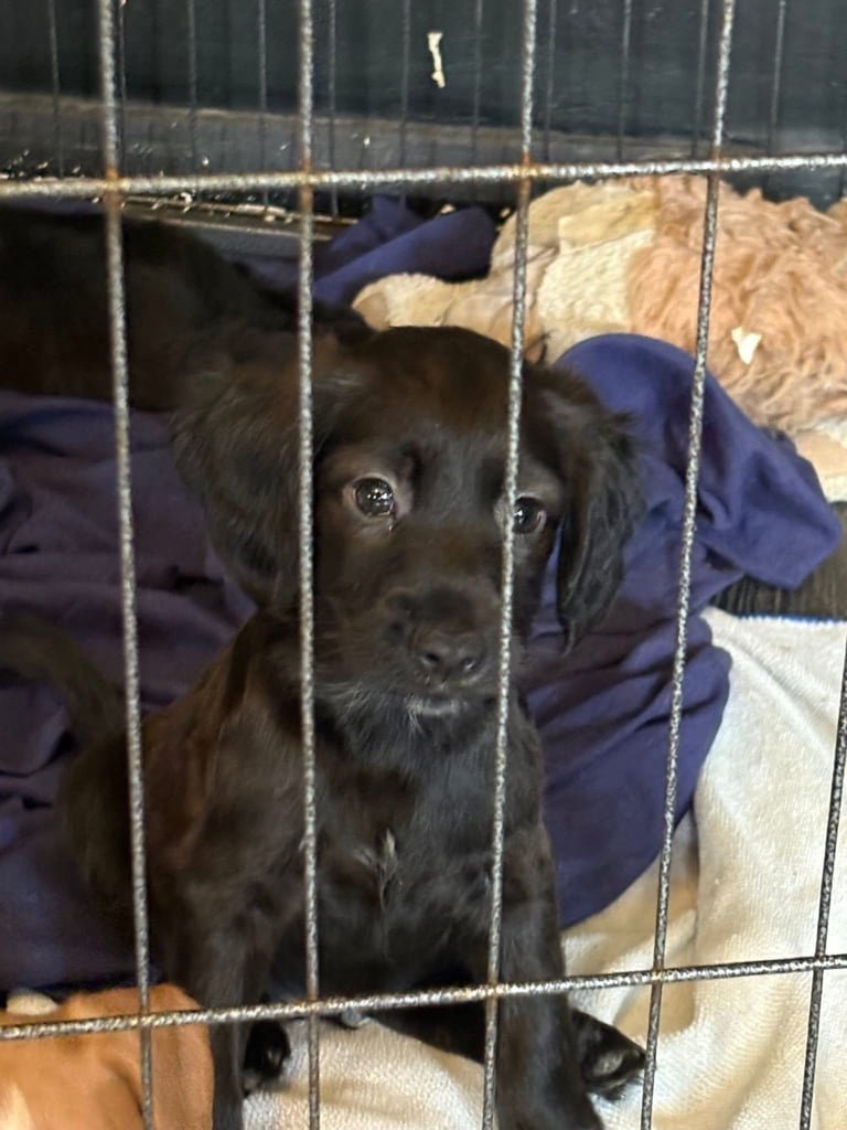 Cocker Spaniel Puppies 