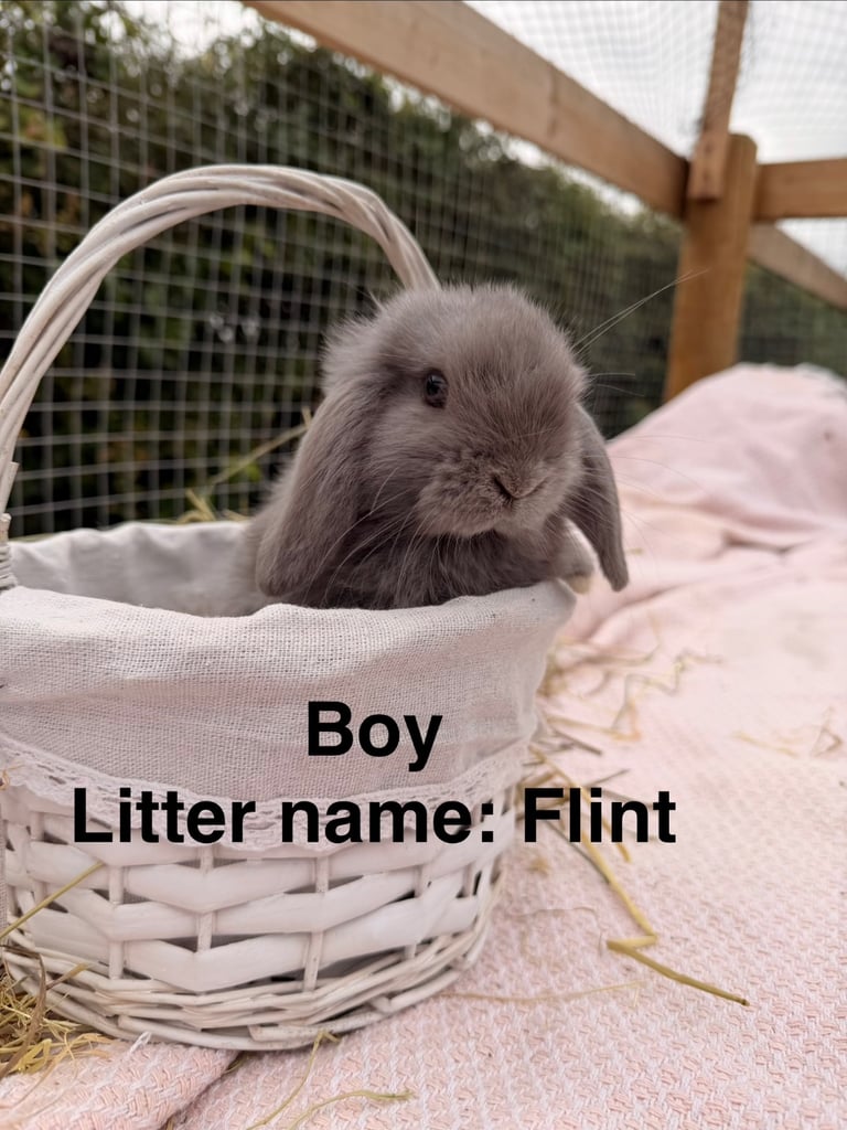 Grey pure mini lops lilac boy available 