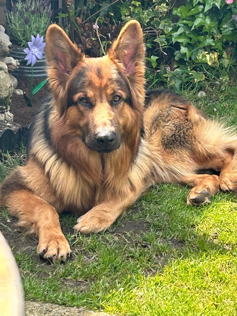 image for Pedigree German shepherd/ no papers