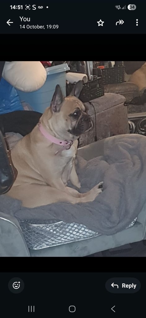 French bulldog girl 