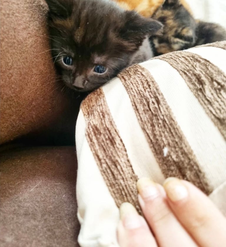 Kittens for sale 