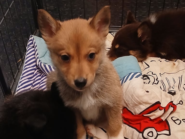 Mum is a husky collie cross dad is a malamute husky cross 