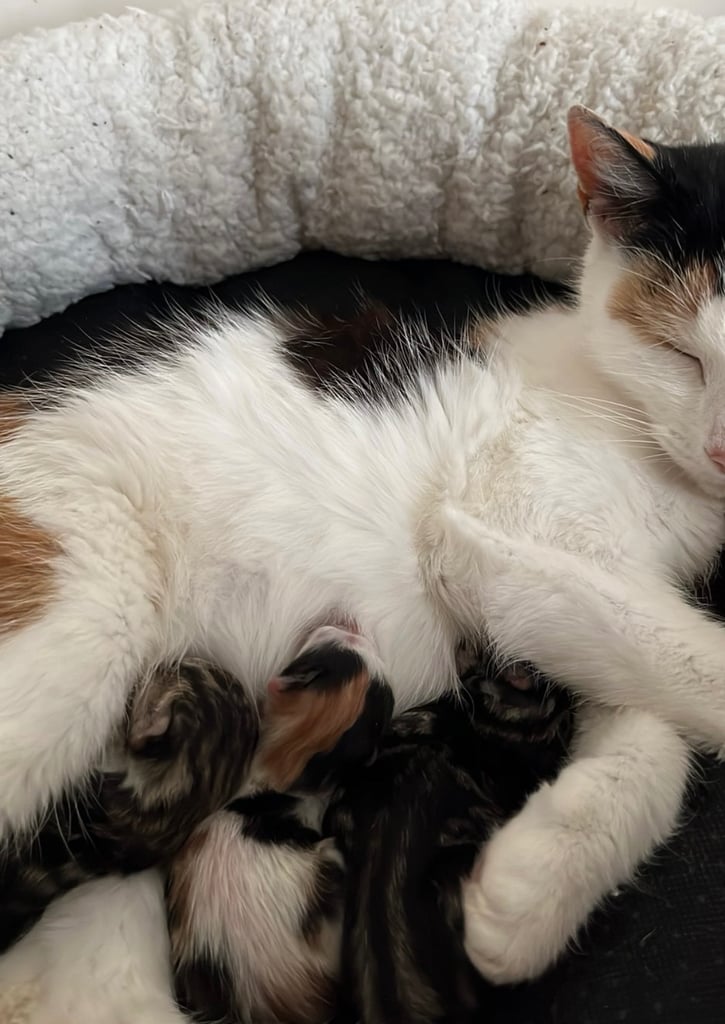 Beautiful kittens for sale £50 each