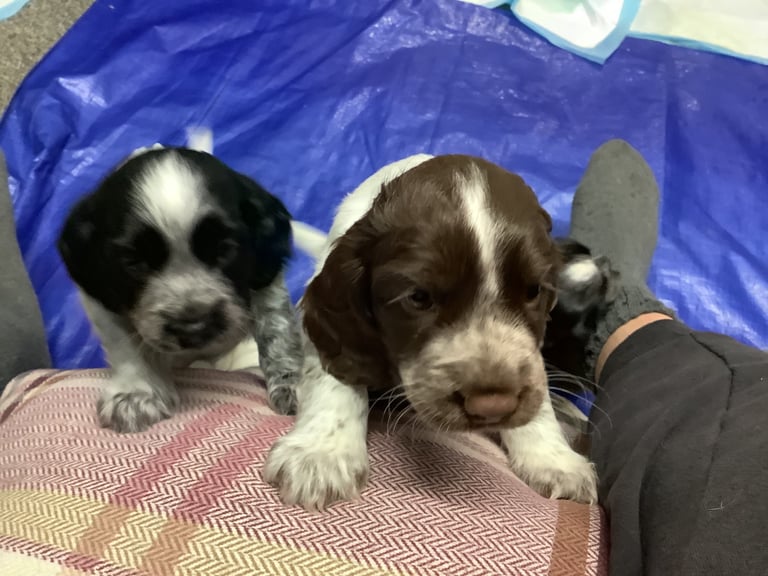 Sprocker spaniel pups