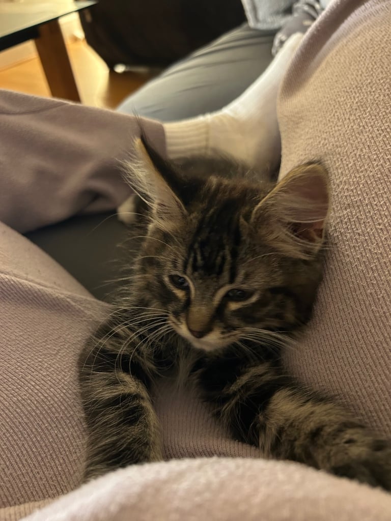 Maine Coone Tabby Mix