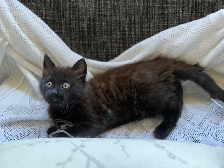 image for Kitten Female Girl Black Northampton NN13PZ