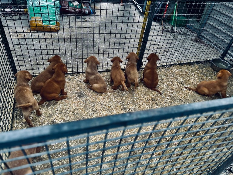 Excellent kc reg Labrador pups