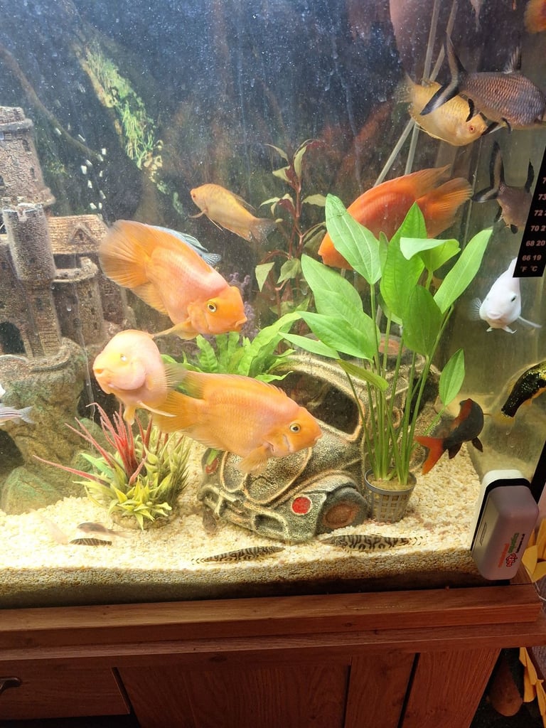 image for Orange parrot fish 