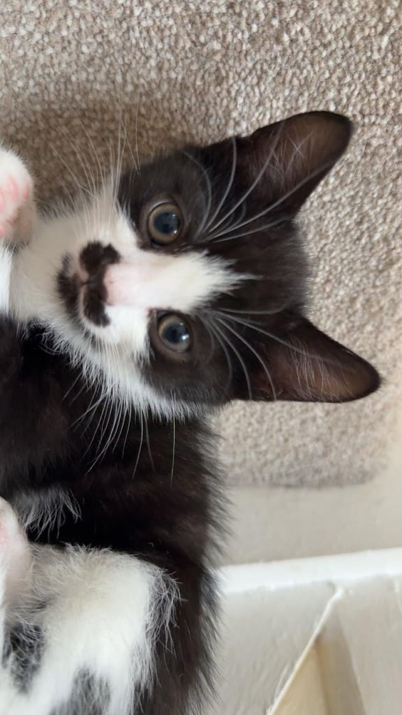 Adorable Kitten 