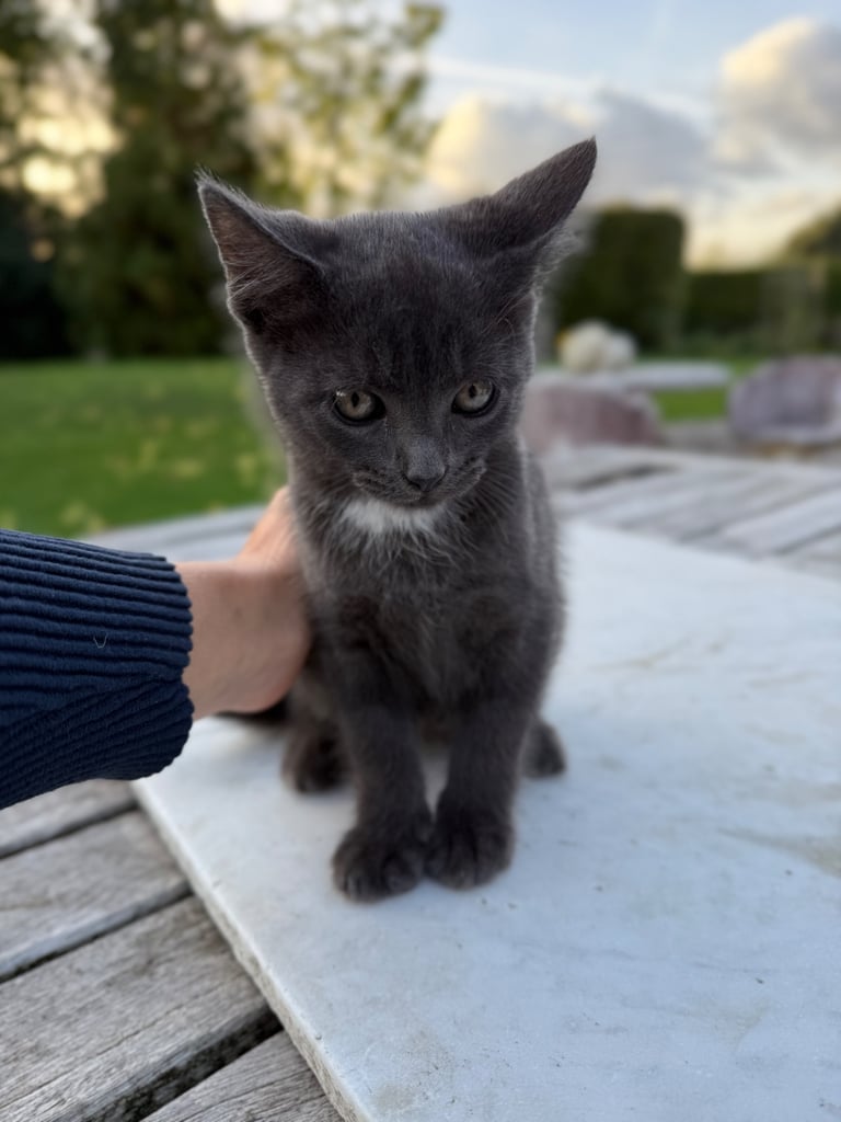 Adorable kittens 